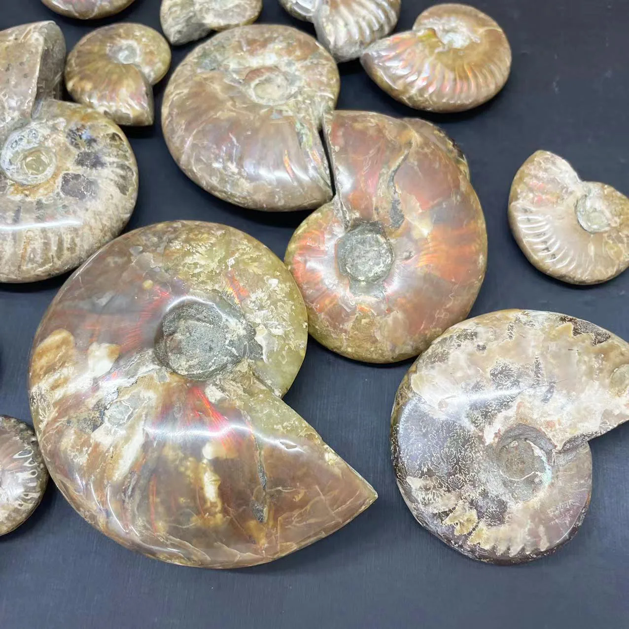 Natural Ammonite Fossil Rainbow Polished Jade Pattern Ammonite Fossil For Fengshui