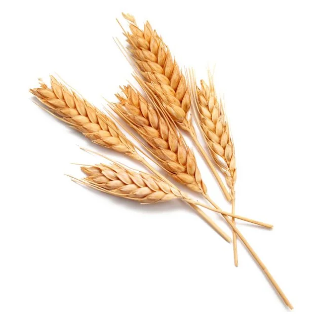 High Quality Wheat With a lot of useful elements  Wheat Grain