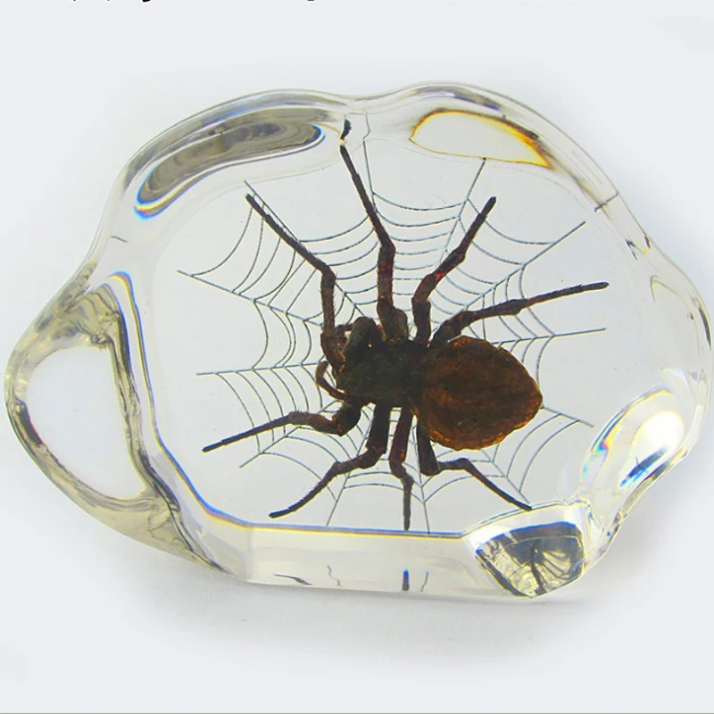 Biology Anatomy Education Used Insect Specimen Resin Paperweight As Educational Gift