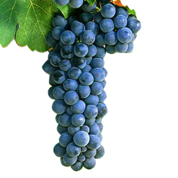 Оптовая продажа, вкусные австралийские фрукты, австралийский свежий виноград