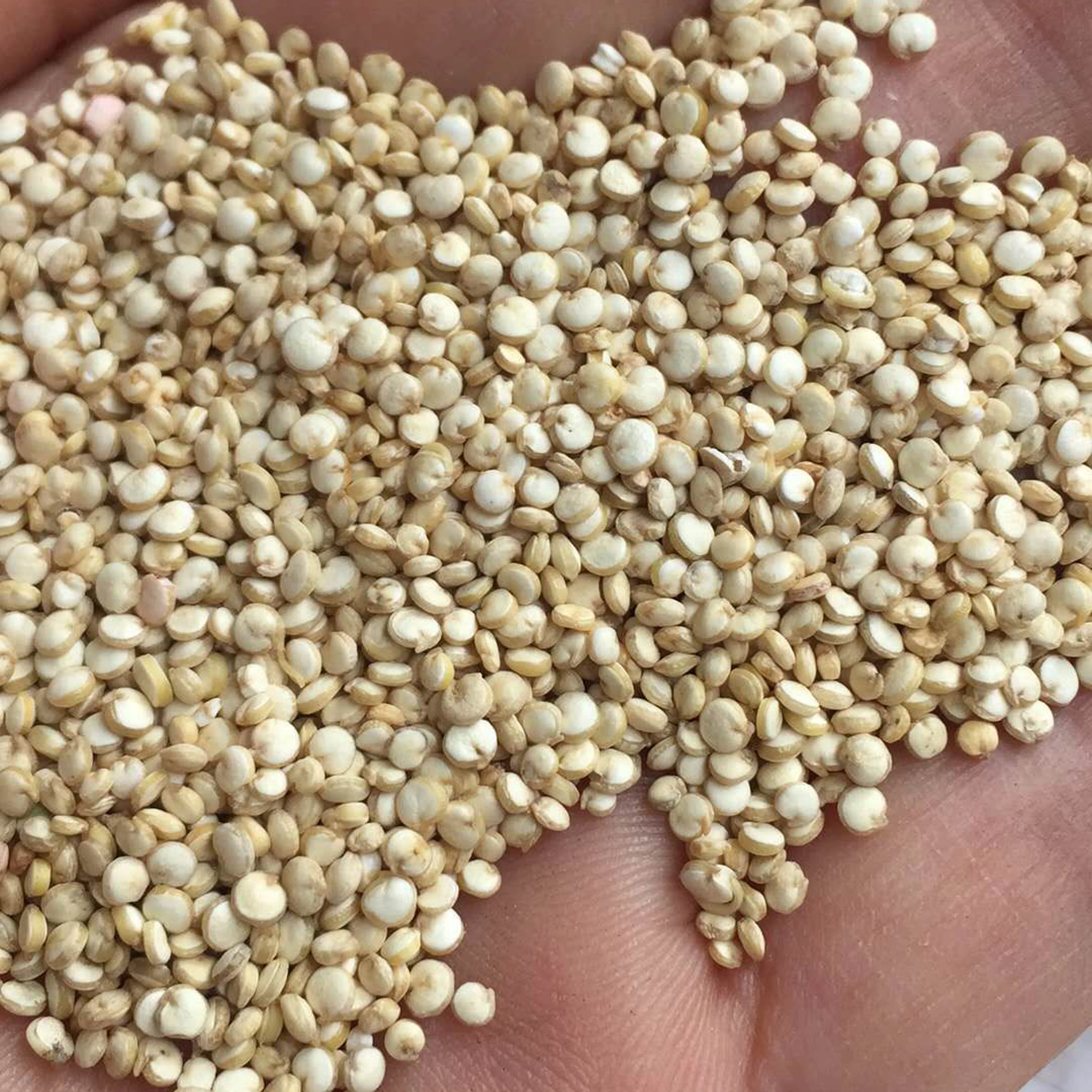 Высококачественный протеин quinoa для продажи
