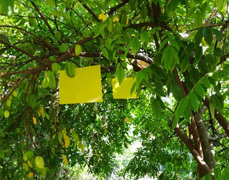 
Paper Double Yellow Insect Glue Trap, Sticky Paper Trap To Control Flying Plant Insect In Garden 