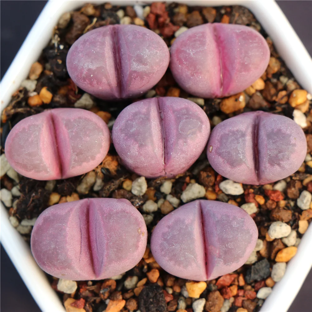 Beautiful purple lithops ornamental succulent plants for home decoration