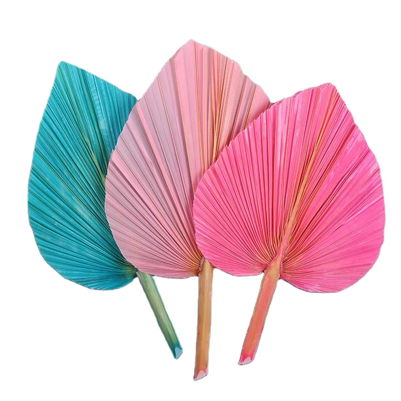 Amazon hot selling natural Dried Palm Leaves Real Palm Leaves Decor Boho Sun Palm Fans for wedding decor