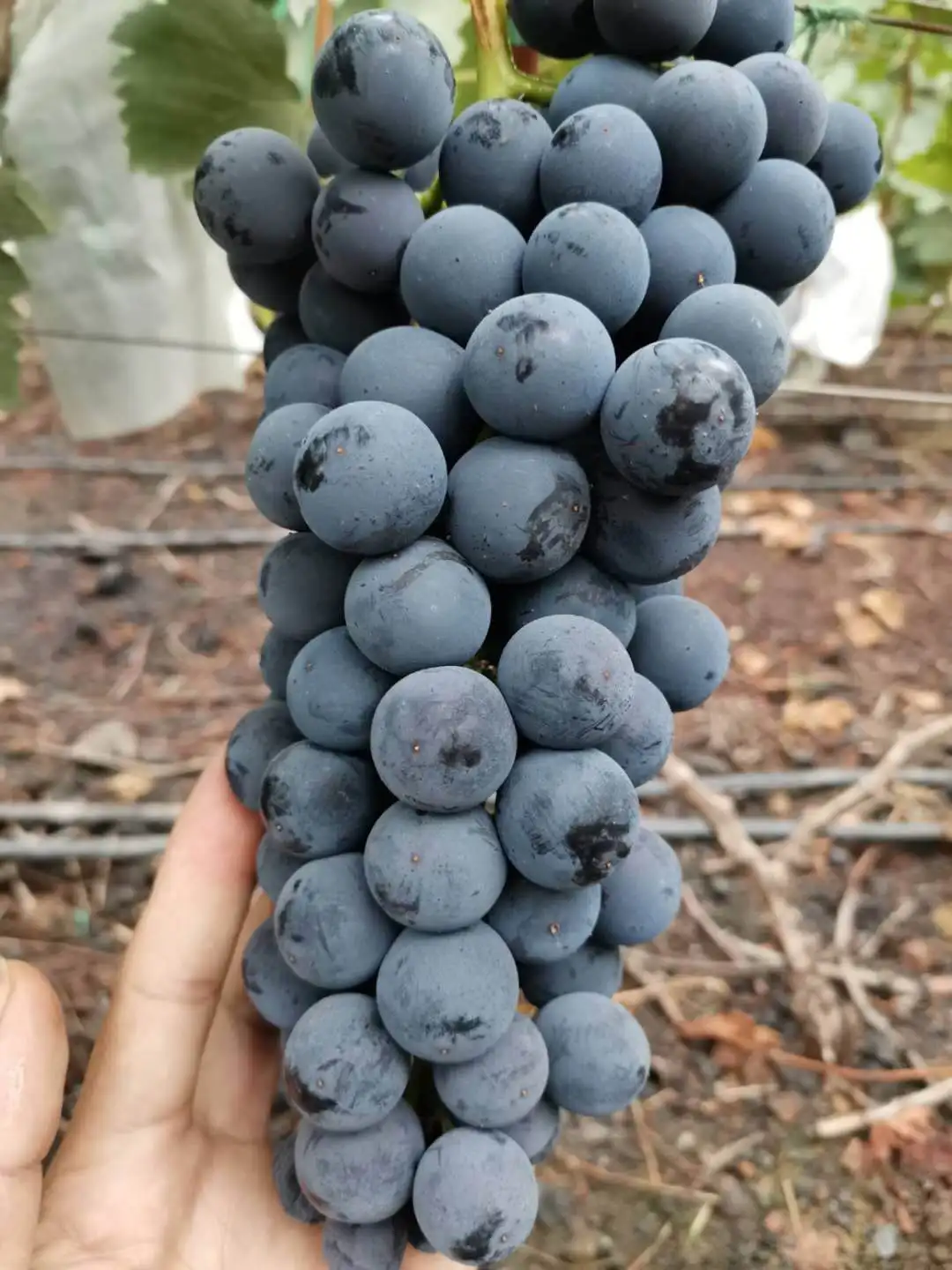 Fresh black grape with juicy sweet taste