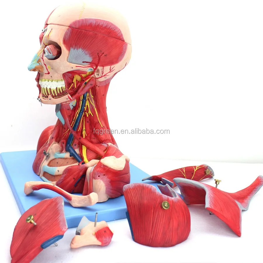 Medical professional human anatomy, head and neck vascular neuroencephalon model