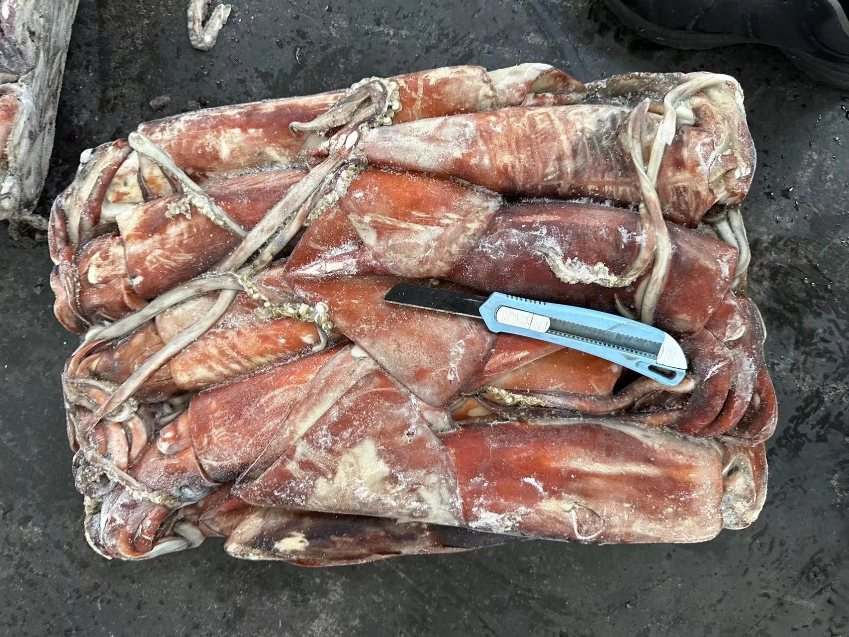 New Arrival Calamari Dosidicus Gigas 10-12 Piece Frozen Giant Squid