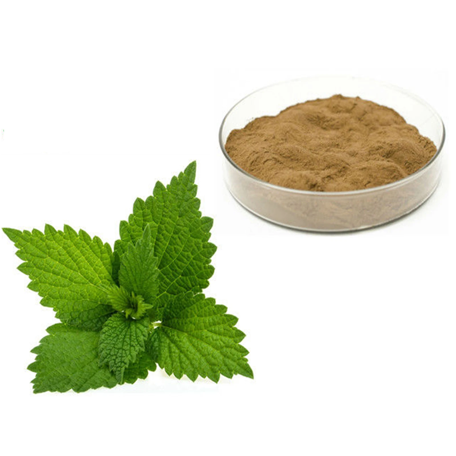 Chinese Factory Price Natural Herb Variety of Nettle Root Extract
