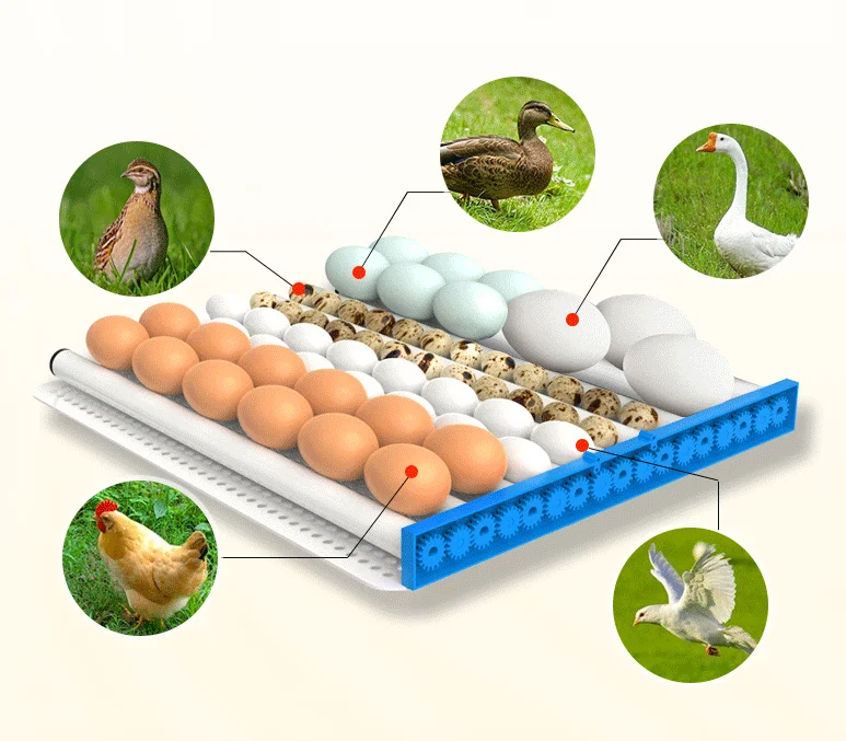 
incubators hatching 48 128 500 eggs fully automatic machine for eggs 