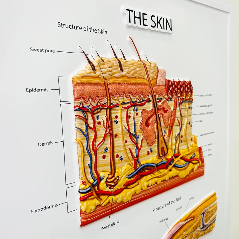 3d medical poster (3)