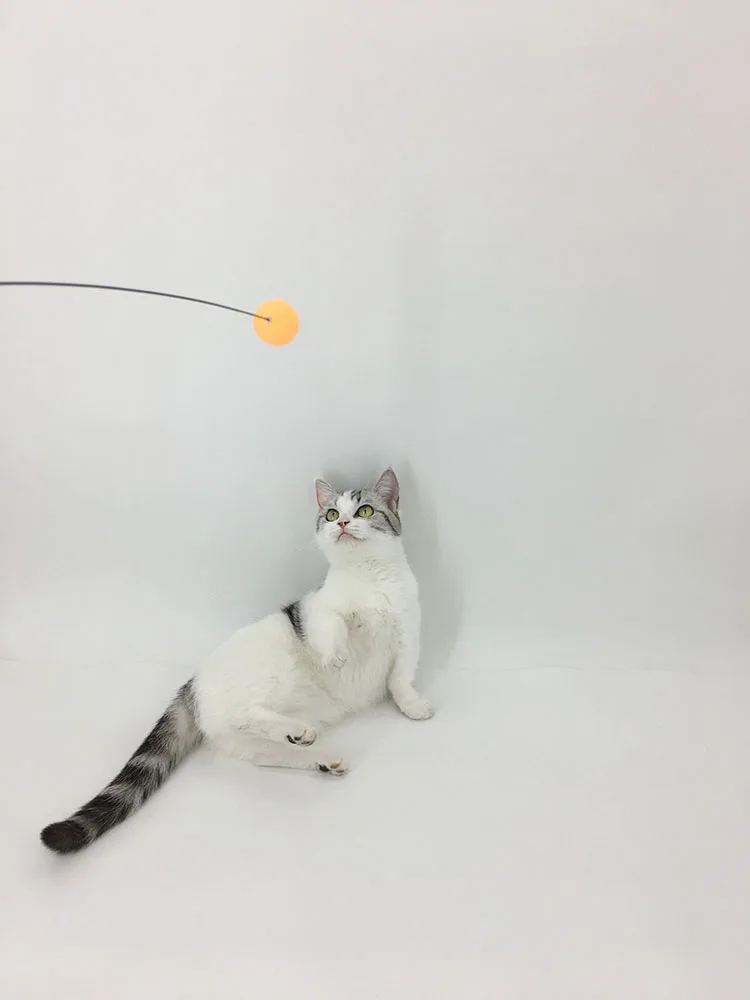 Steel wire long rod feather cat teaser creative ping pong suction cup fixed self hi elastic pet cat supplies wholesale