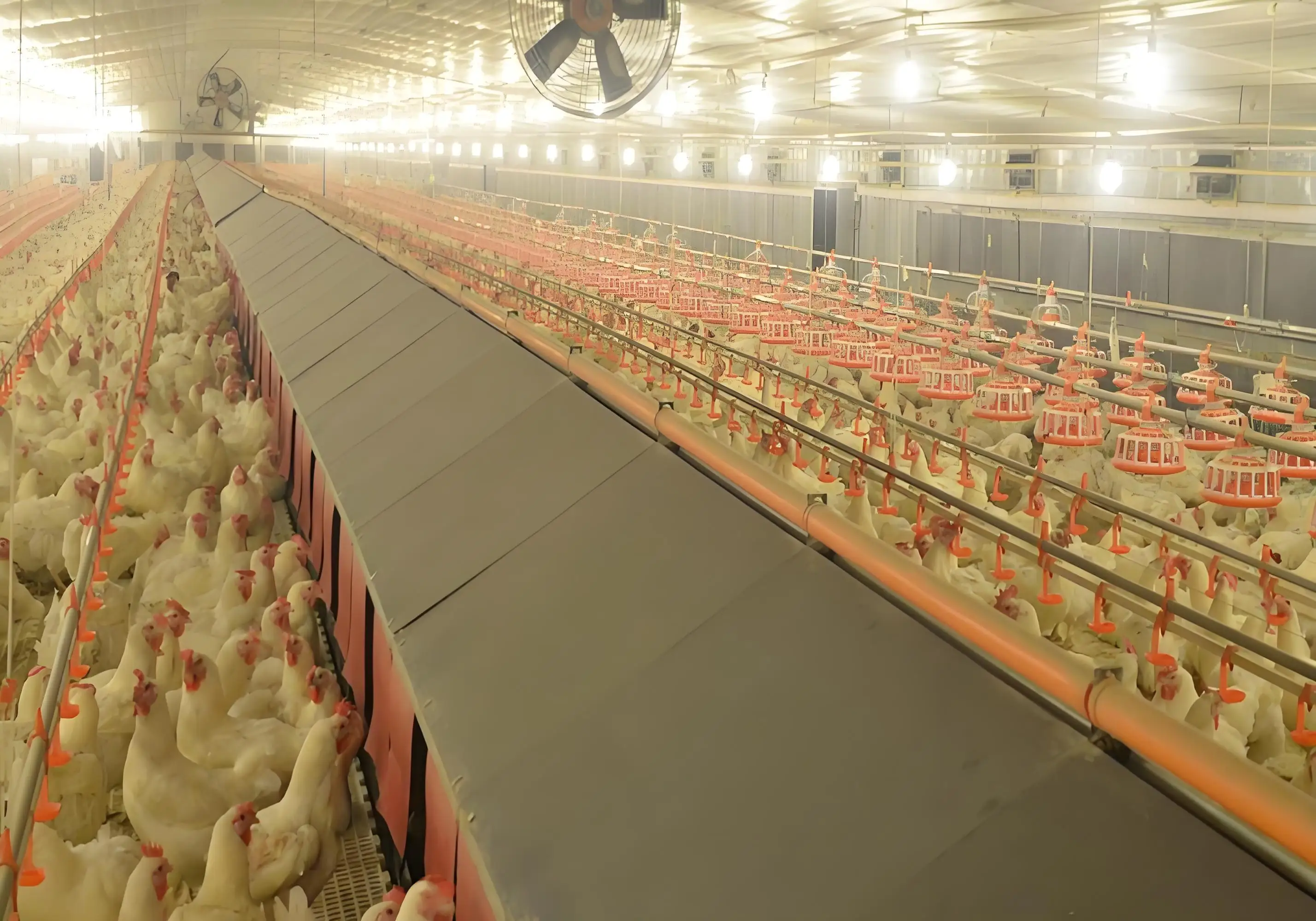 Cheap Construction Steel Structure Shed Poultry Farm Chicken House For Sale Commercial Egg Chicken House