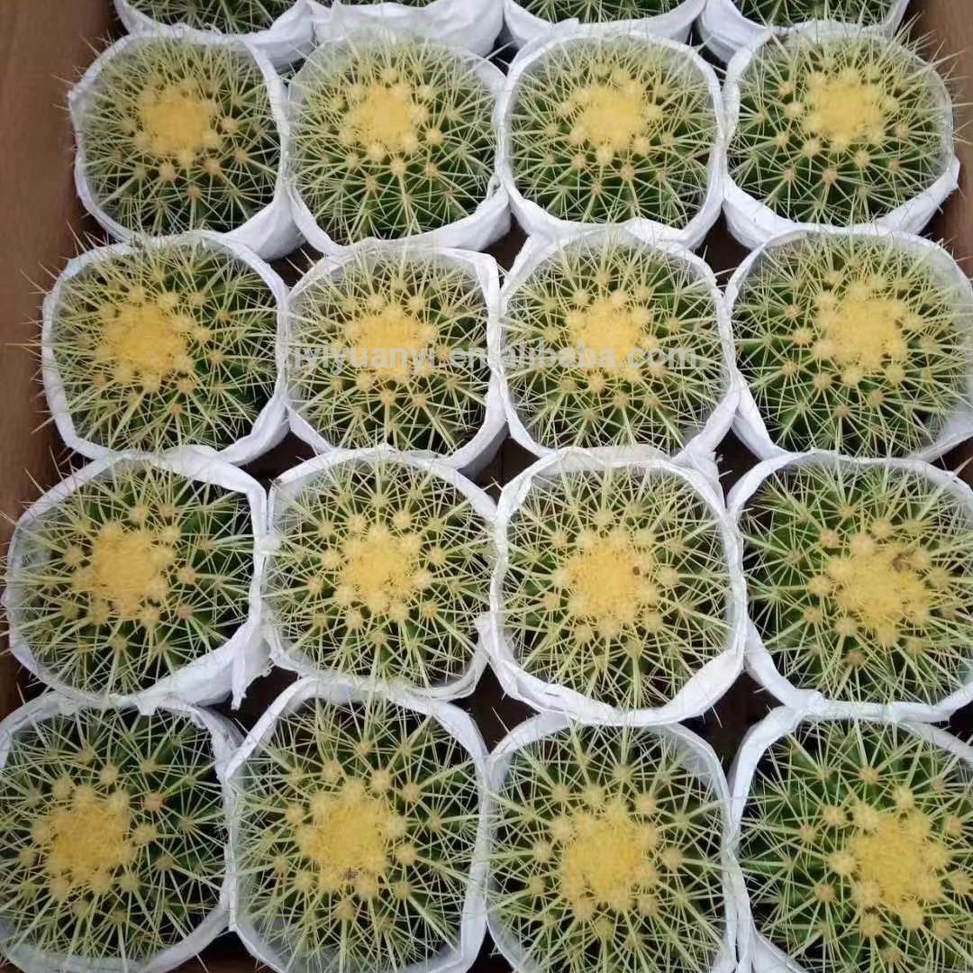 Оптовая продажа посевной золотой шар кактус, комнатное растение в прямом эфире кактус суккулентные растения для дома и сада 24 шт./Чехол