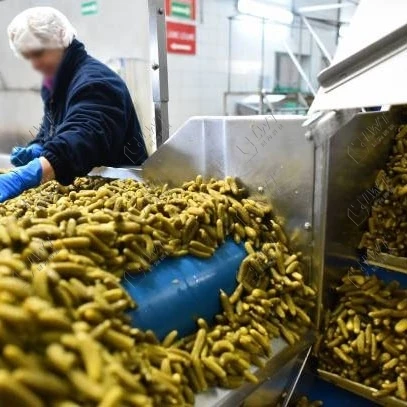 Pickled gherkins cucumber production processing line machine