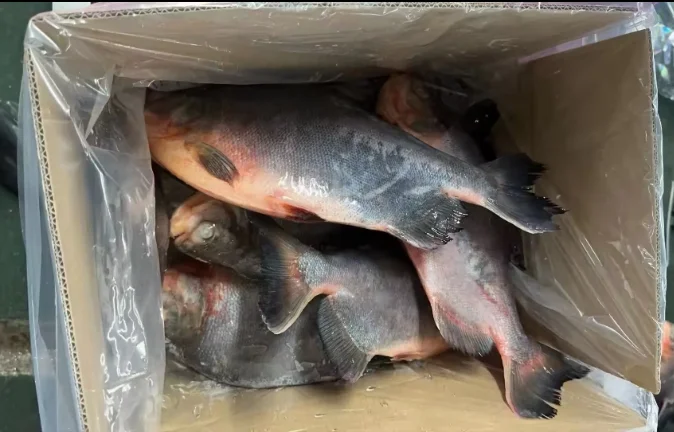 Best sale glazing 500g-800g  Red Pomfret Whole Round piaractus brachypomus fish