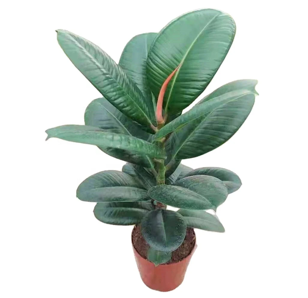 
ins popular wholesale high quality Rubber Plant Ruby ornamental live plant bonsai foliage plant 