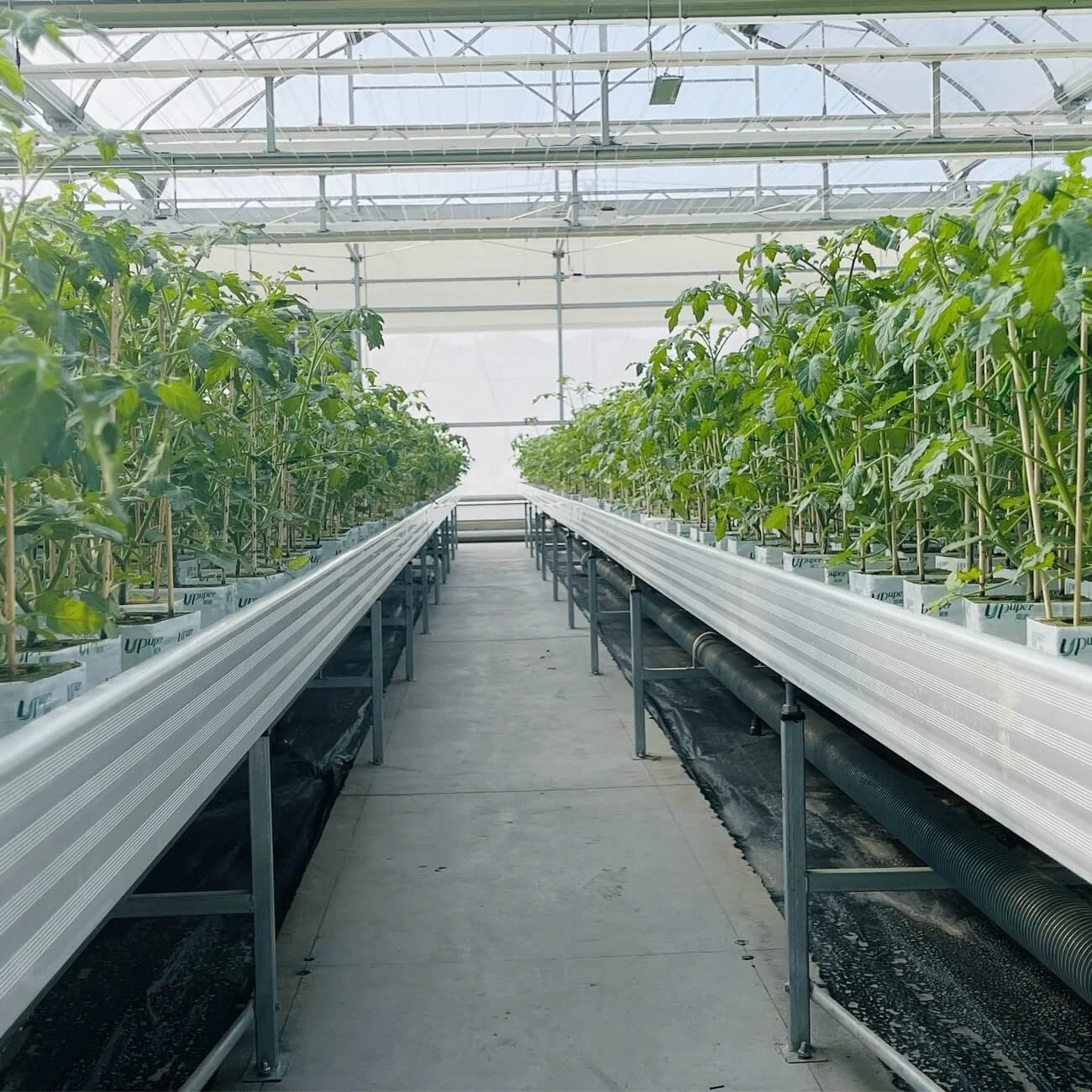 UPuper sustainable farming modern greenhouse 4 hydroponics rock wool cubes for growing