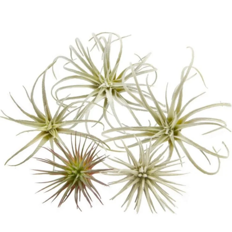 Artificial Air Plants Tillandsia Bromeliad Succulents for Home Office House Mini Potted Green Plants for Office Table Decoration