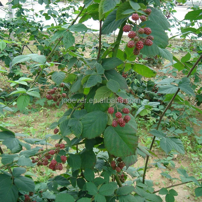 Good Taste IQF Frozen Blackberry in Bulk 100% Fruit Premium Quality