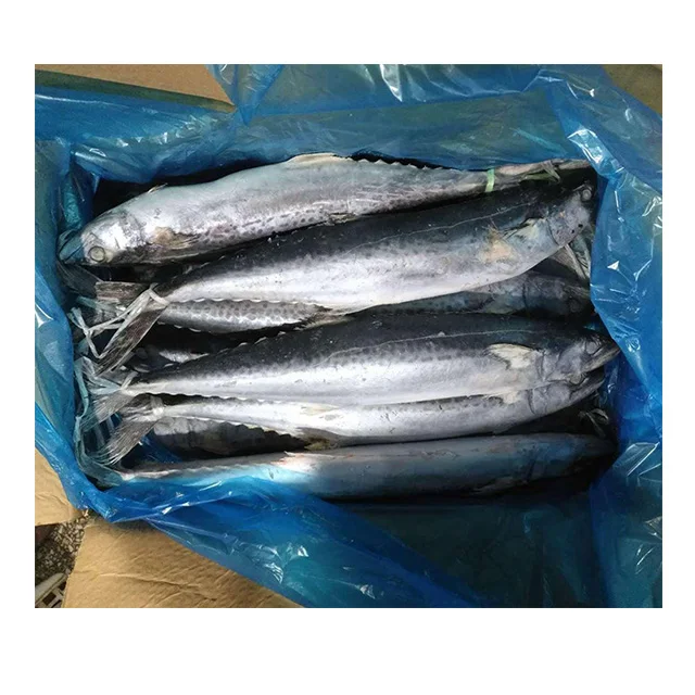 
ikan tenggiri spanish mackerel  (60249598874)