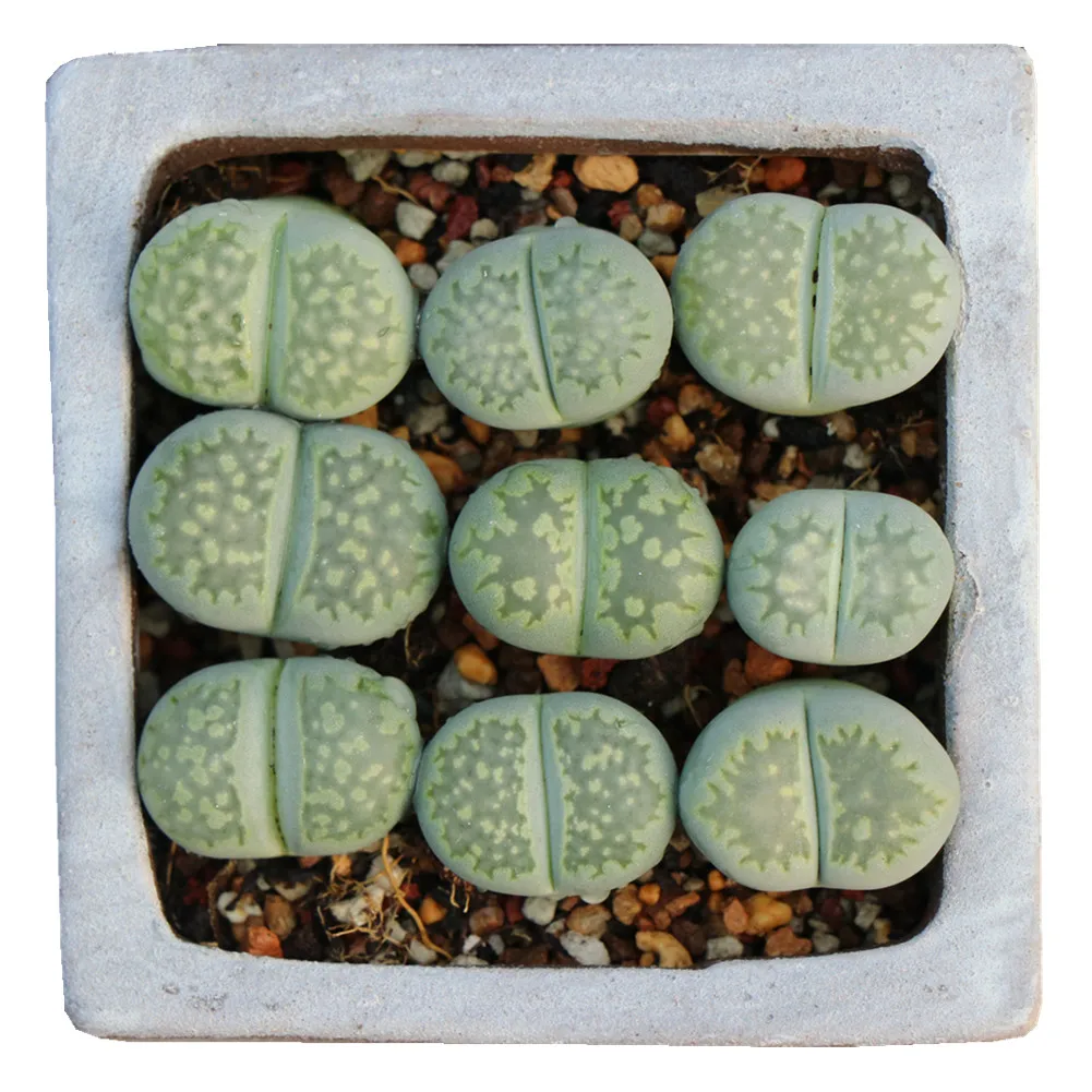 
Indoor natural succulent green lithop plants from Chinese own nursery 