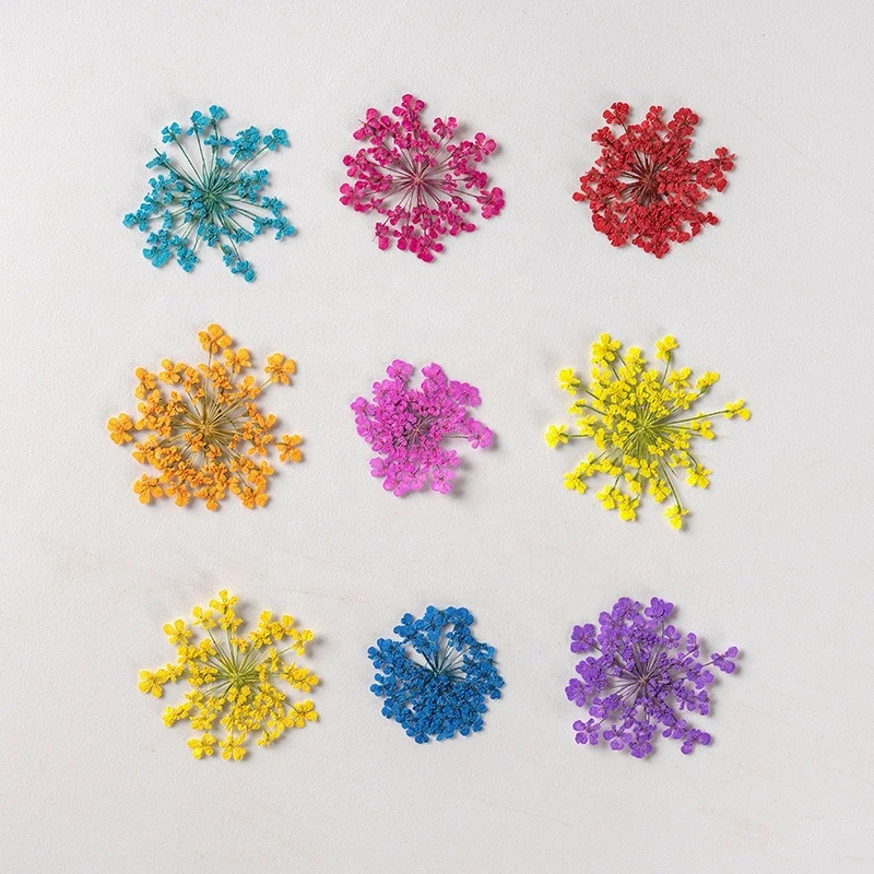 hotsale nail art dry flower dried Ammi Visnaga Lace Petal  real natural pressed Lace flower for resin and mobile phone case