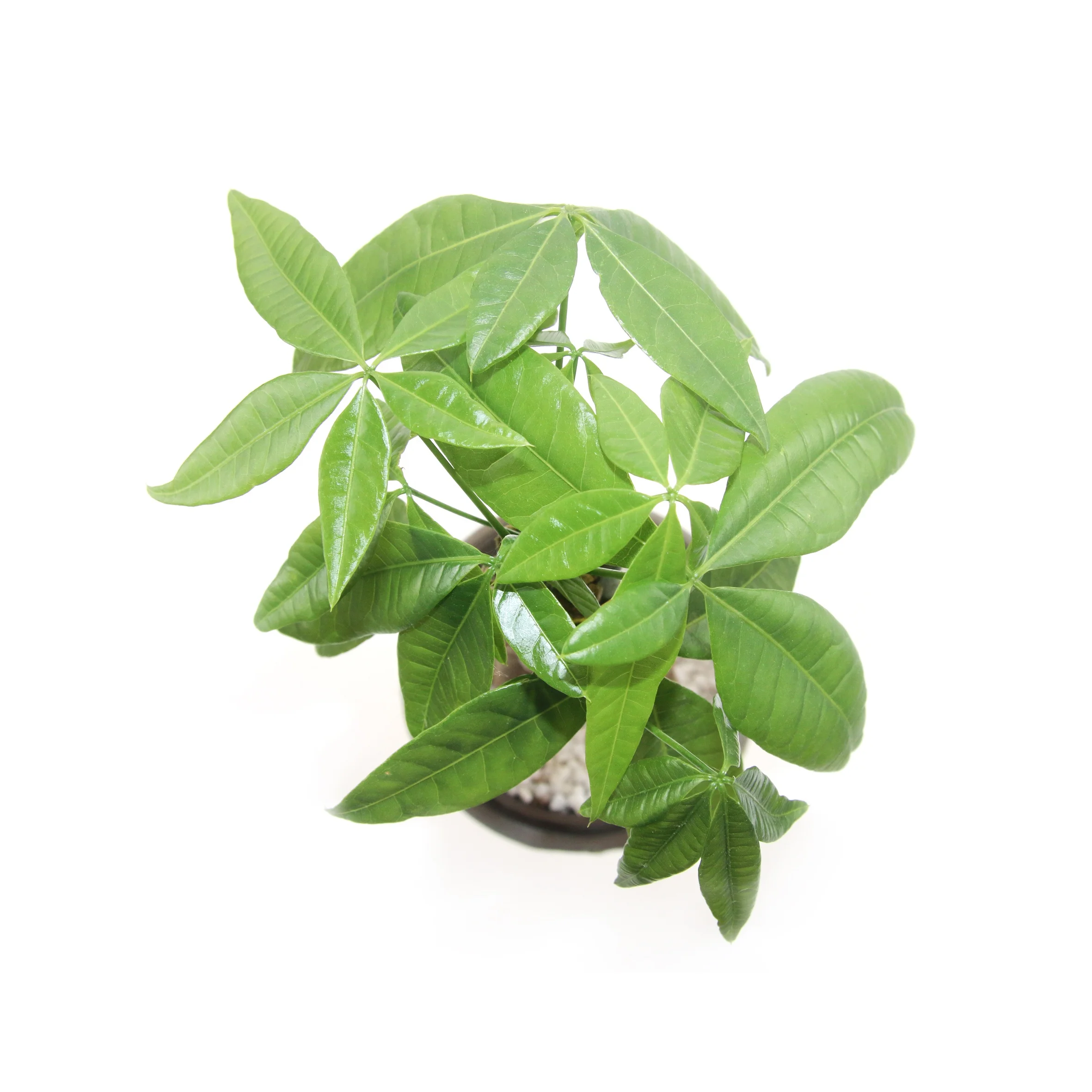 
Factory direct sale real bonsai money tree green plants for home decoration 