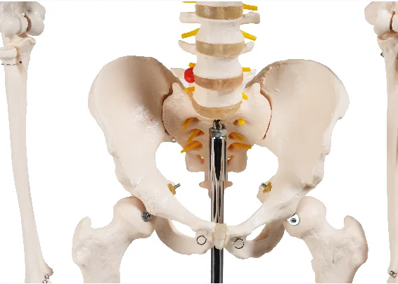 
CBM-001A 180cm Human Skeleton Model , Educational Anatomical Medcial Model 