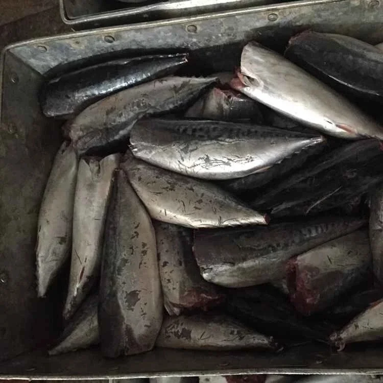 Горячая Распродажа замороженный Бонито тунец HGT (Auxis Thazard) для консервирования