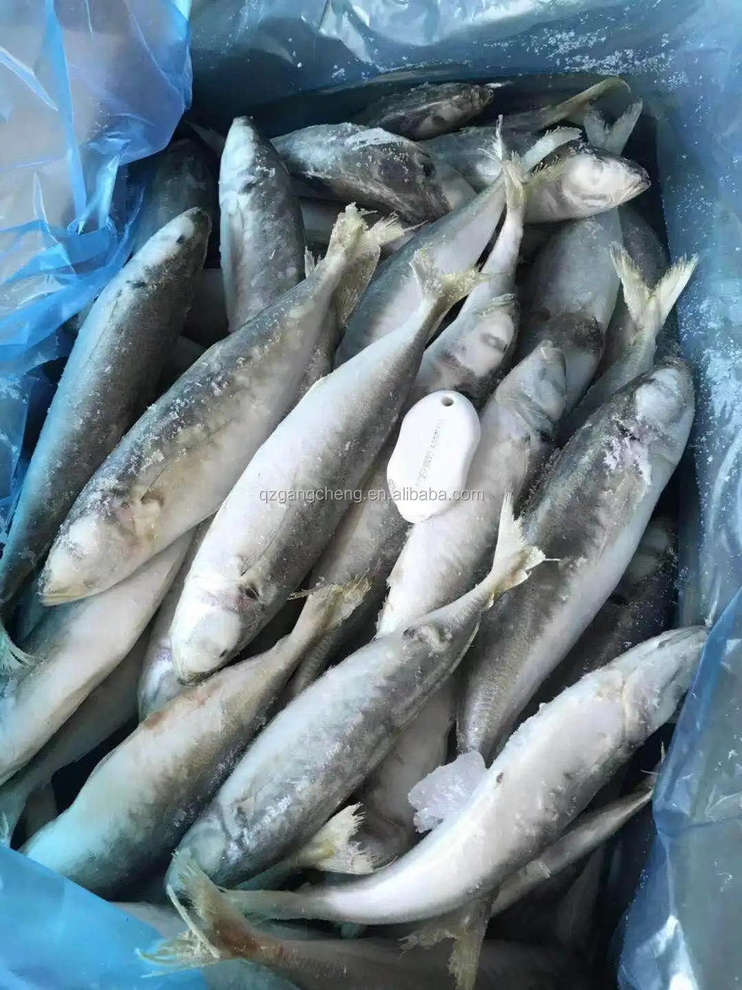 
ready stock High quality 80-125g/pcs frozen round mackerel/ horse mackerel 