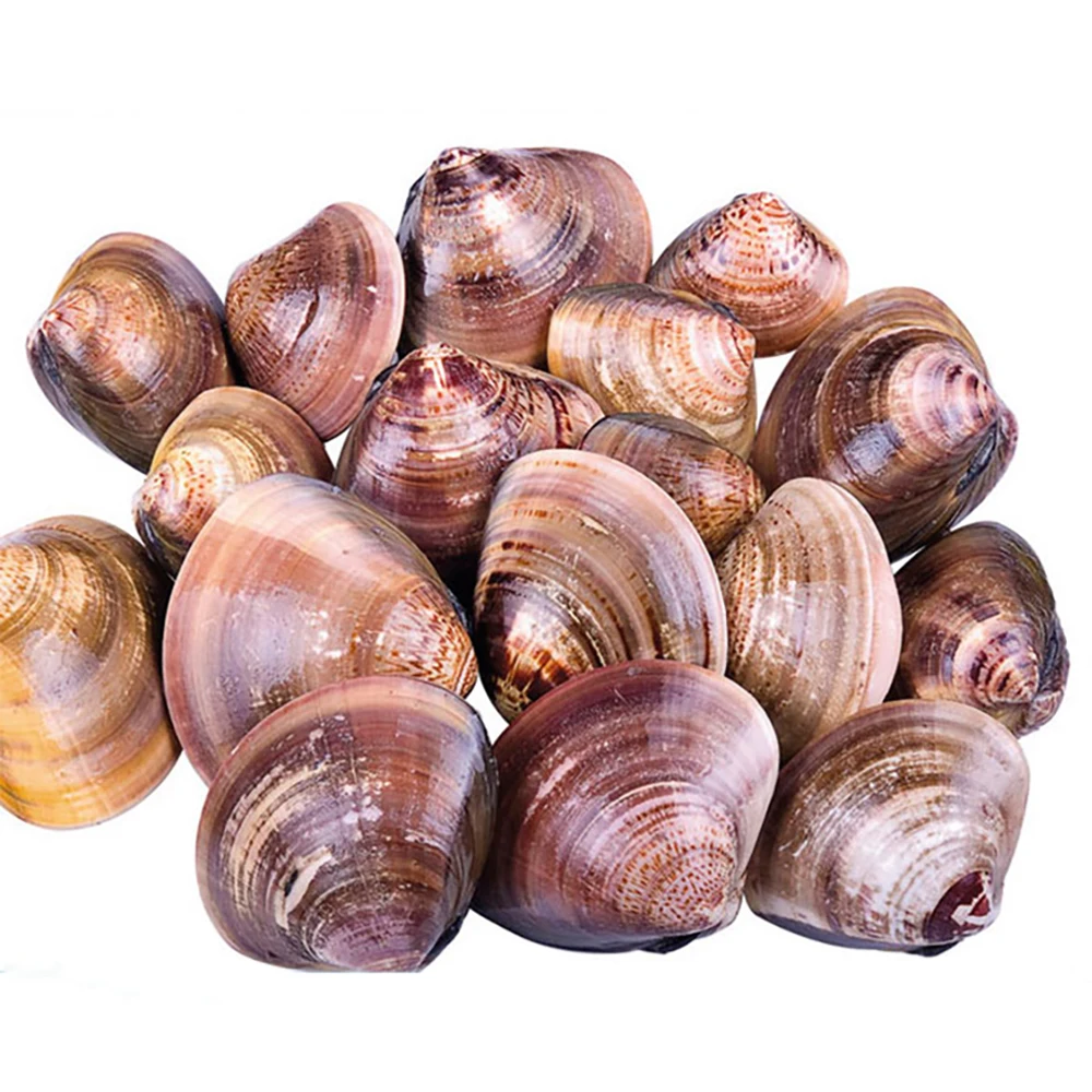 New Arrival Delicious china seafood wholesal seafood price cheap seafood dinner baby clam (1600335490422)
