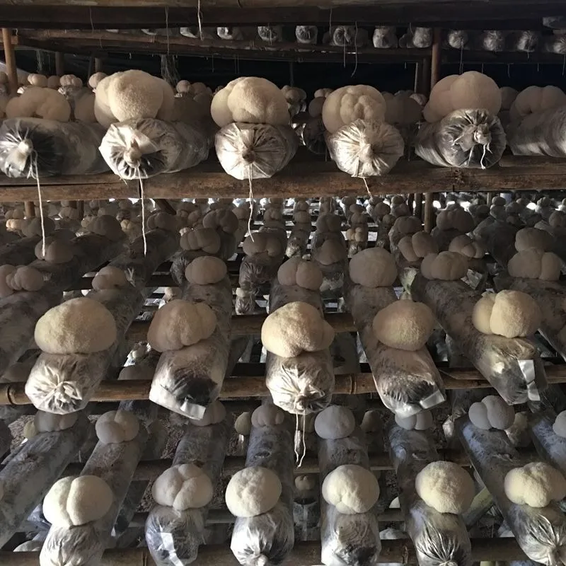 Wholesale lion mane mushroom High Quality Hedgehog Fungus Certified organic Hericium Erinaceus Mushrooms for lions mane capsules