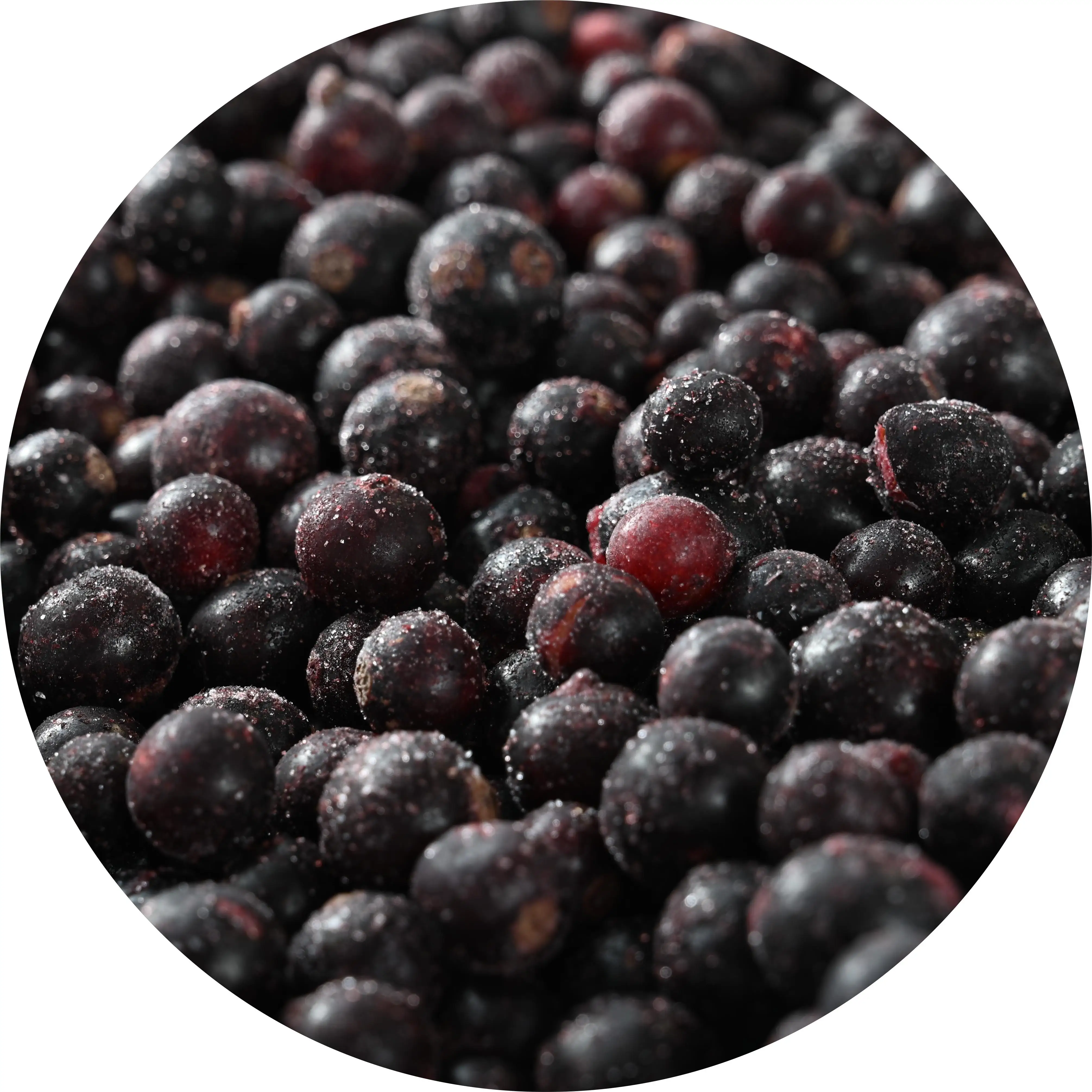 factory direct export frozen black currant wholesale frozen black currants 10kg per box or 500g / 1000g / 2.5kg per bag