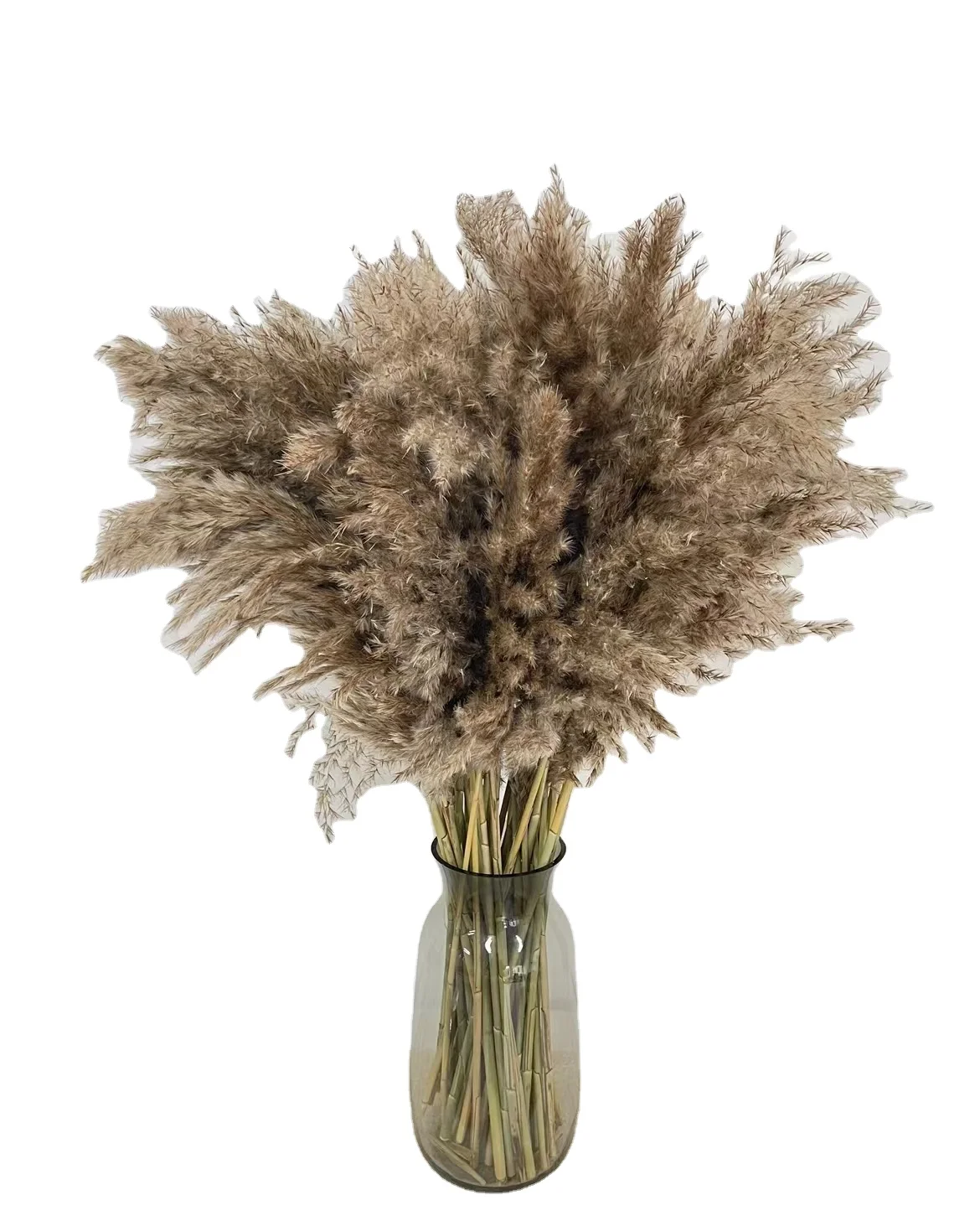 Лидер продаж сушеные пампасные растения пушистая пампасная трава 30 стеблей маленькие пампасы короткий богемный Декор