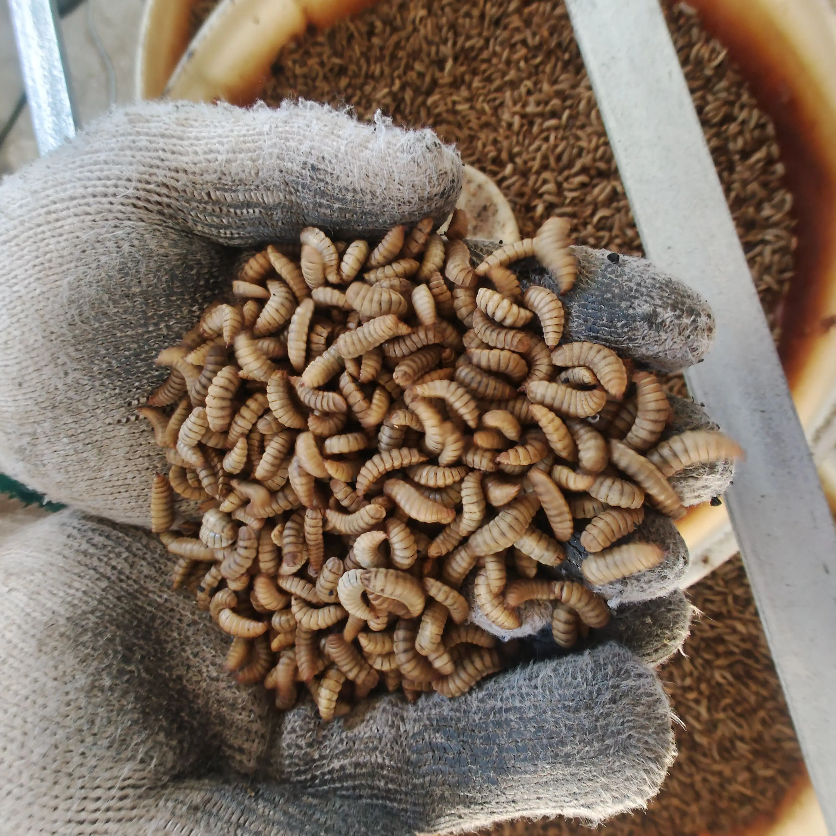 Wholesale cheap price mealworms,black soldier fly,cricket,locust pet food