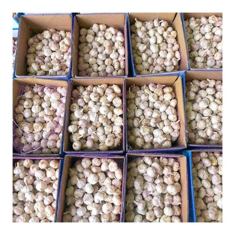 2024 newest 5cm normal white garlic wholesale with ISO9001 hot sale good price  fresh white garlic export with GLOBAL GAP