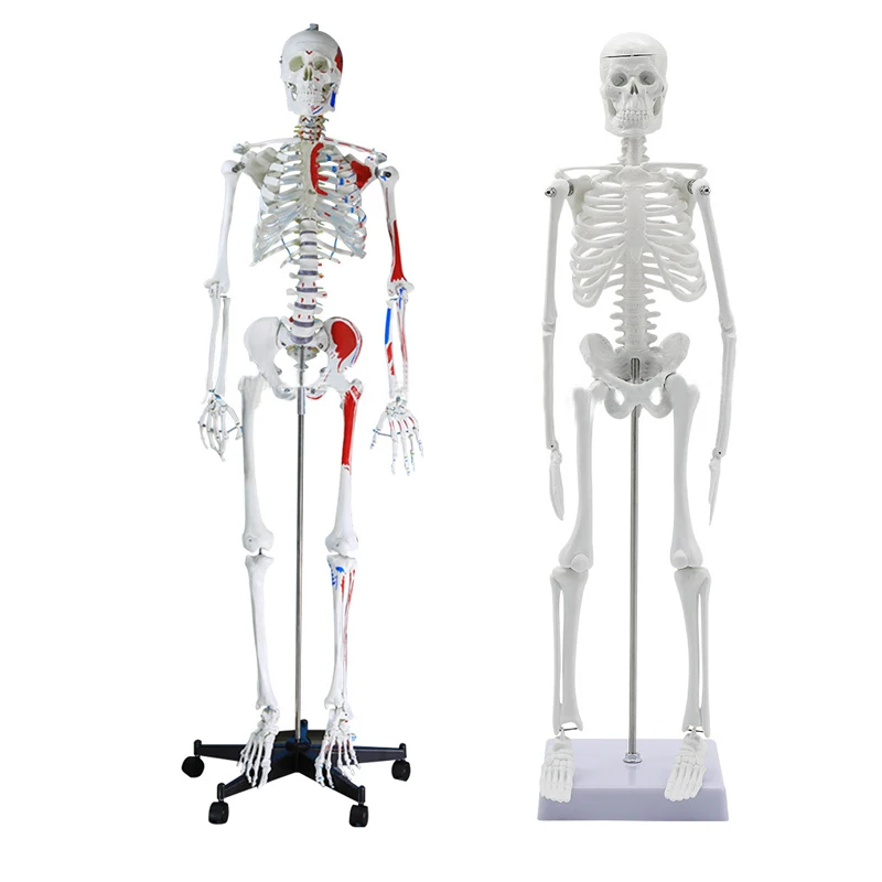 Hot Sale Medical Science Medical Anatomical Model Anatomy Model Human Skeleton Model