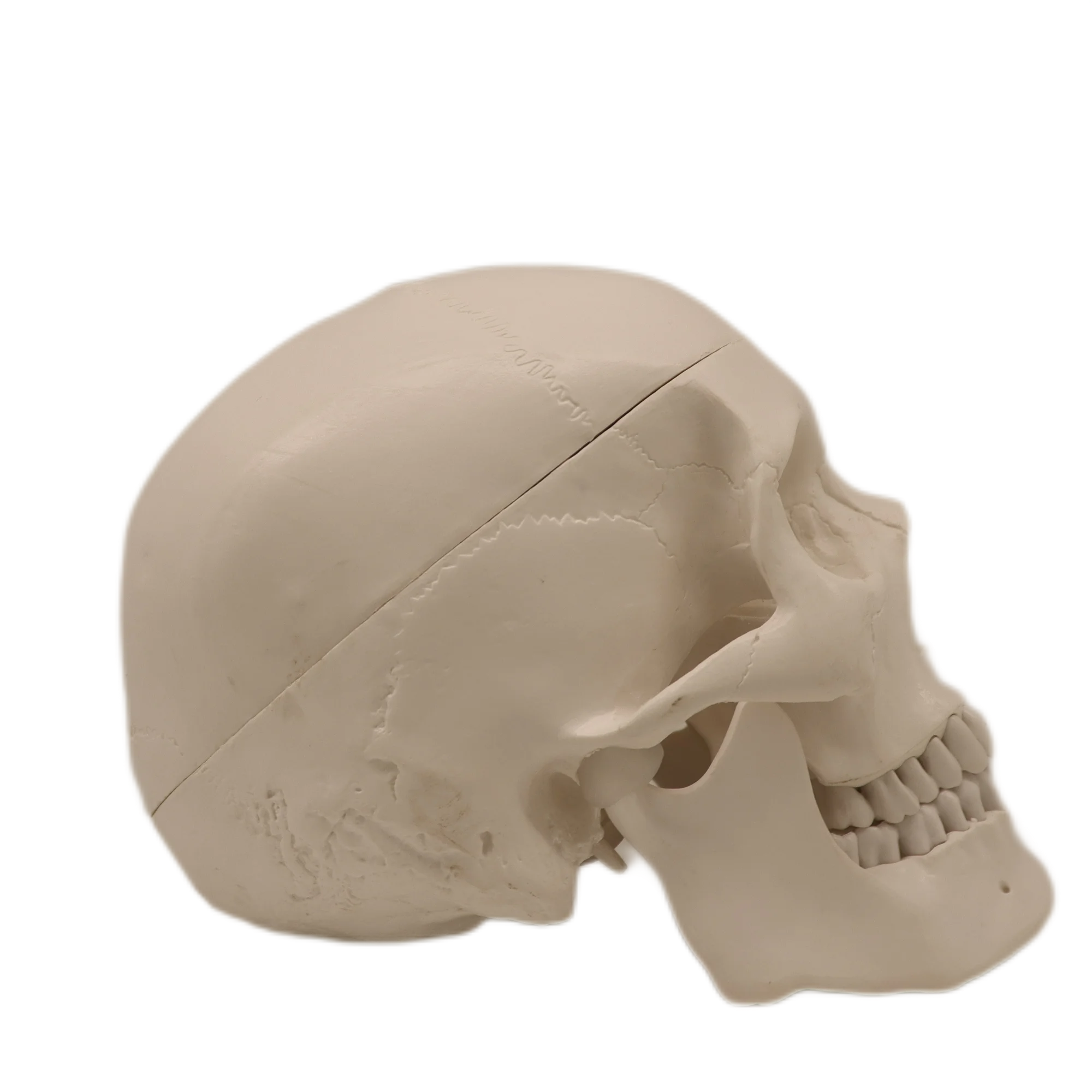 High quality OrthoCare Medical PVC Human Anatomical Model PVC 10*8*12CM 3 Parts Human Skull For Students