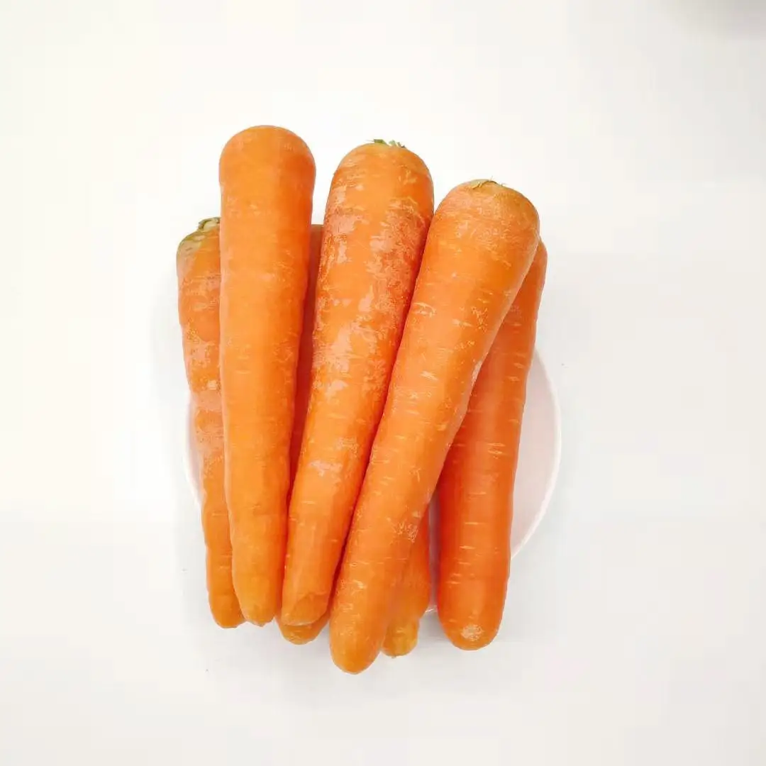 Export 2022 crop Wholesale   Carrot Fresh Organic Red Carrots