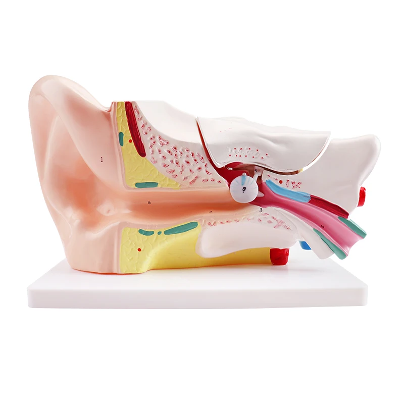 Anatomy Model Educational Anatomy Models For Medical Students Ear Anatomy Model
