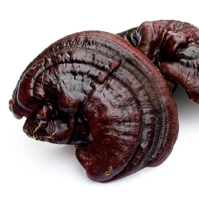 Chinese Wild-Grown Reishi Mushroom Lucid Ganoderma Private Label Fresh Raw Cultivated Shiitake Mushrooms Natural Health Tincture