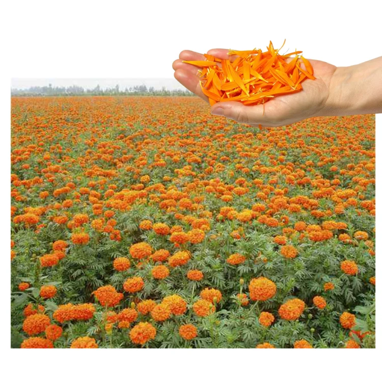 Factory direct supply lutein eye supplement lutein animal feed calendula extract