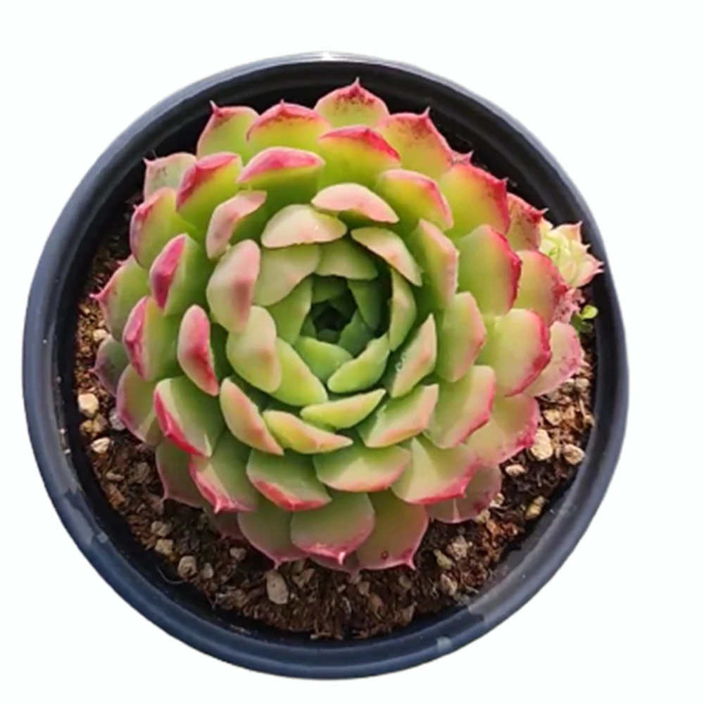 rare succulents wholesale indoor plants live plant fresh echeveria suculent natural