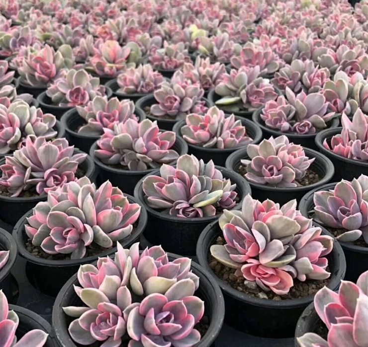 Высшее качество популярный настоящий кактус echeveria Радуга для