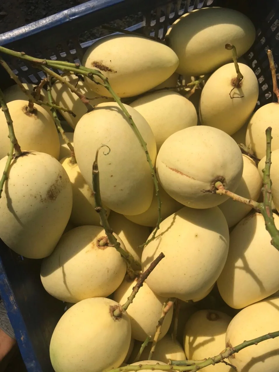 Cat Chu Mango Fresh Fruit Best Price For Export Low MOQ Top Quality Brand Manufacturer Wholesaler Custom Logo Package