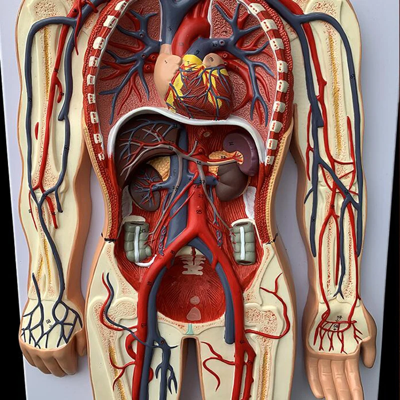 Medical Anatomy Model Plastic Simulation Human Blood Circulatory System Model