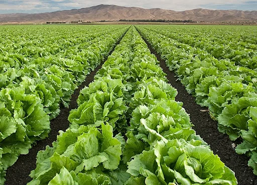 Hybrid Iceberg lettuce seeds with competitive