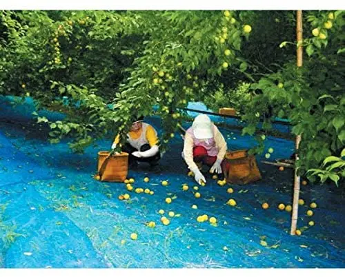 Plum relieves tension and fatigue Japanese pickles drying fruit