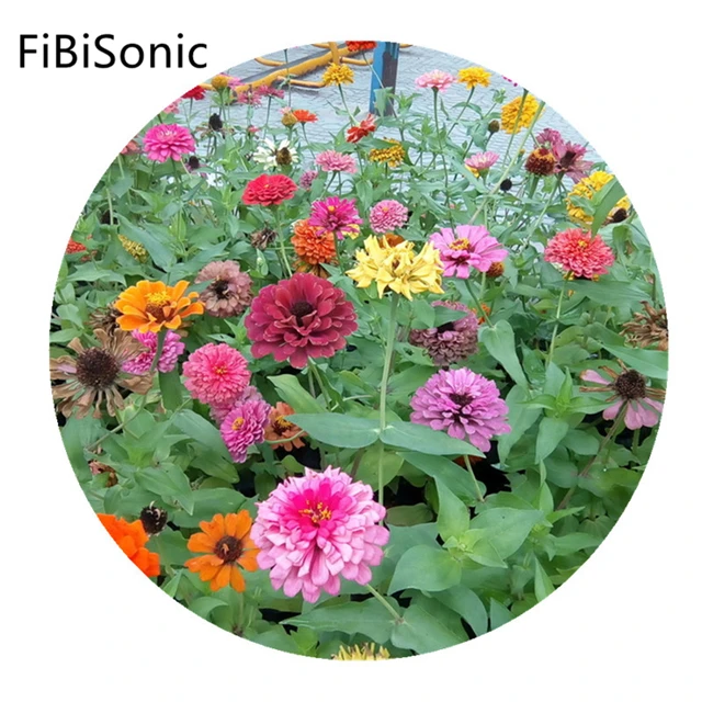 FiBiSonic 250 г/пакет множество лепестков, семена больших цветов, цветные семена Зинни, многолетние жизнеспособные семена растений