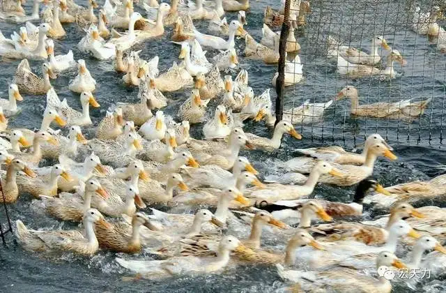 seafood farming humic acid sodium humate granules